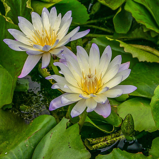 Green Smoke Lily
