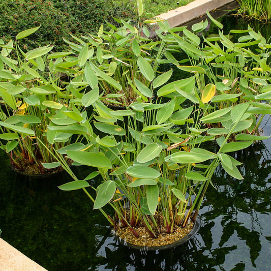 Thalia Dealbata