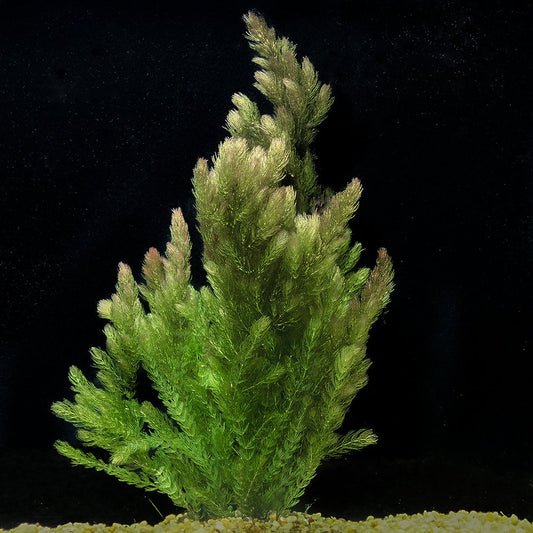 Hornwort - Bunched