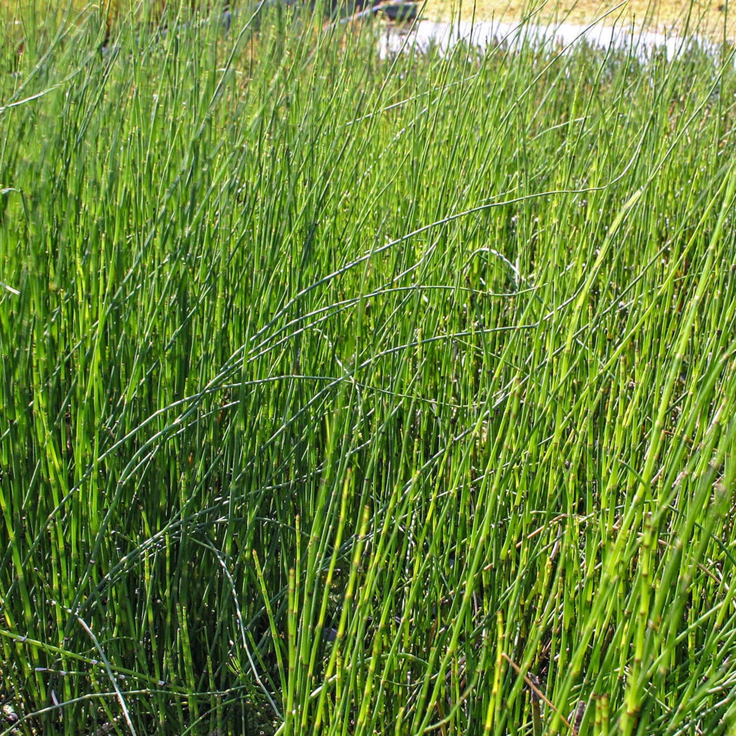 Horsetail Rush