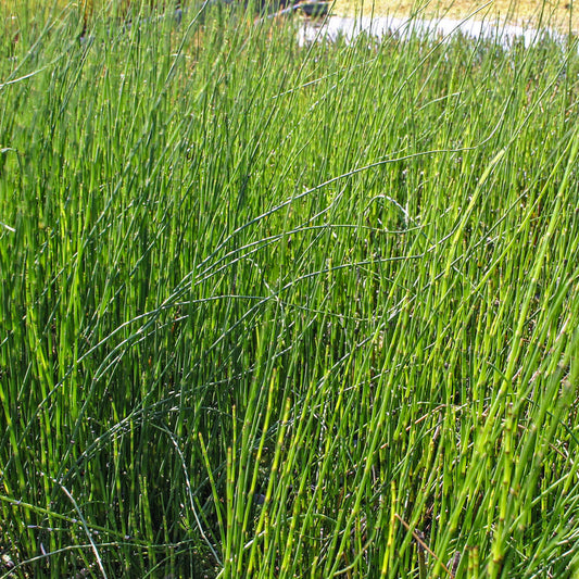 Horsetail Rush