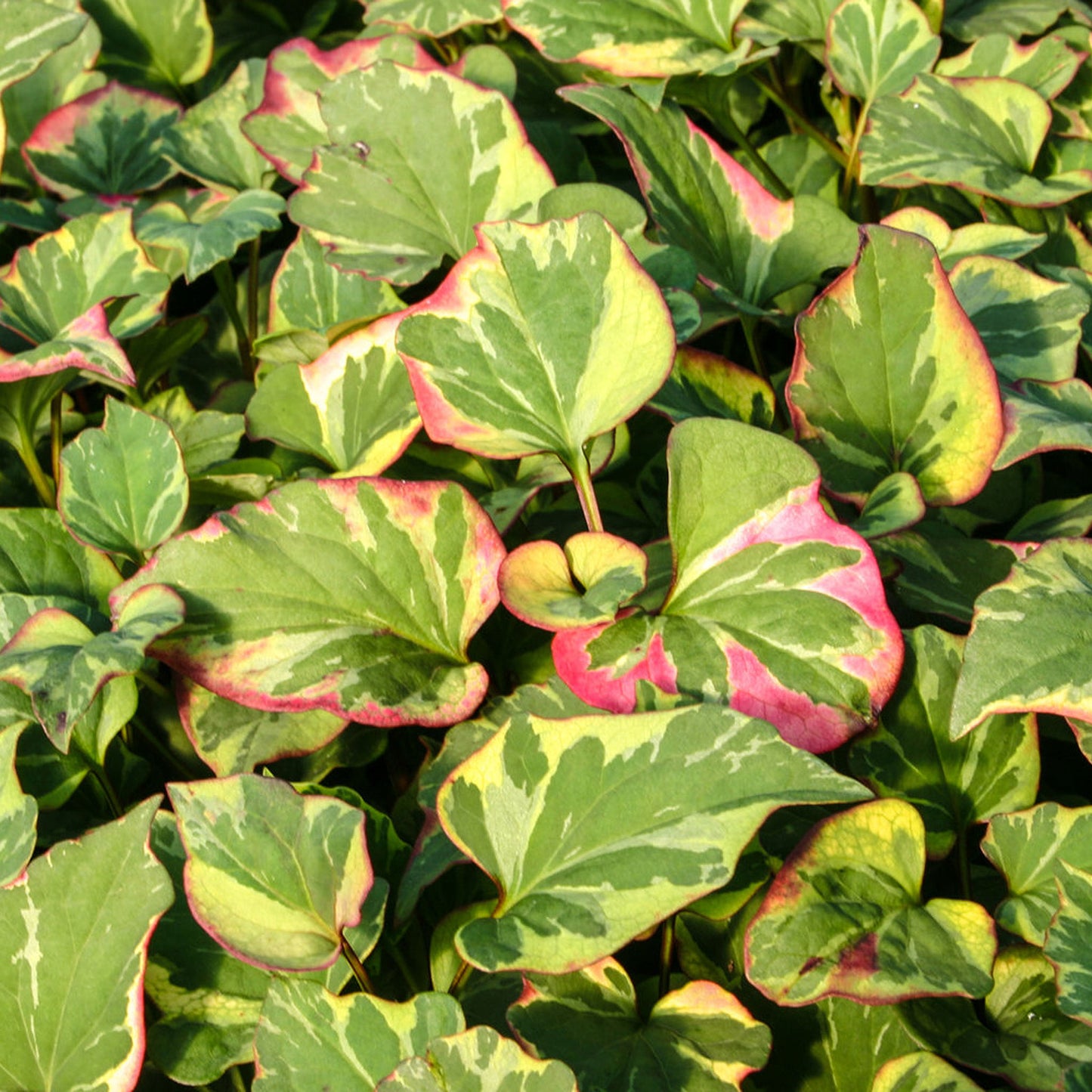 Chameleon Plant - Houttuynia