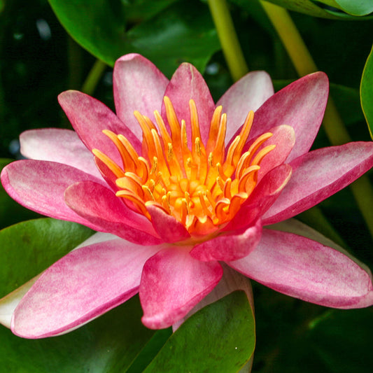 Indiana Lily