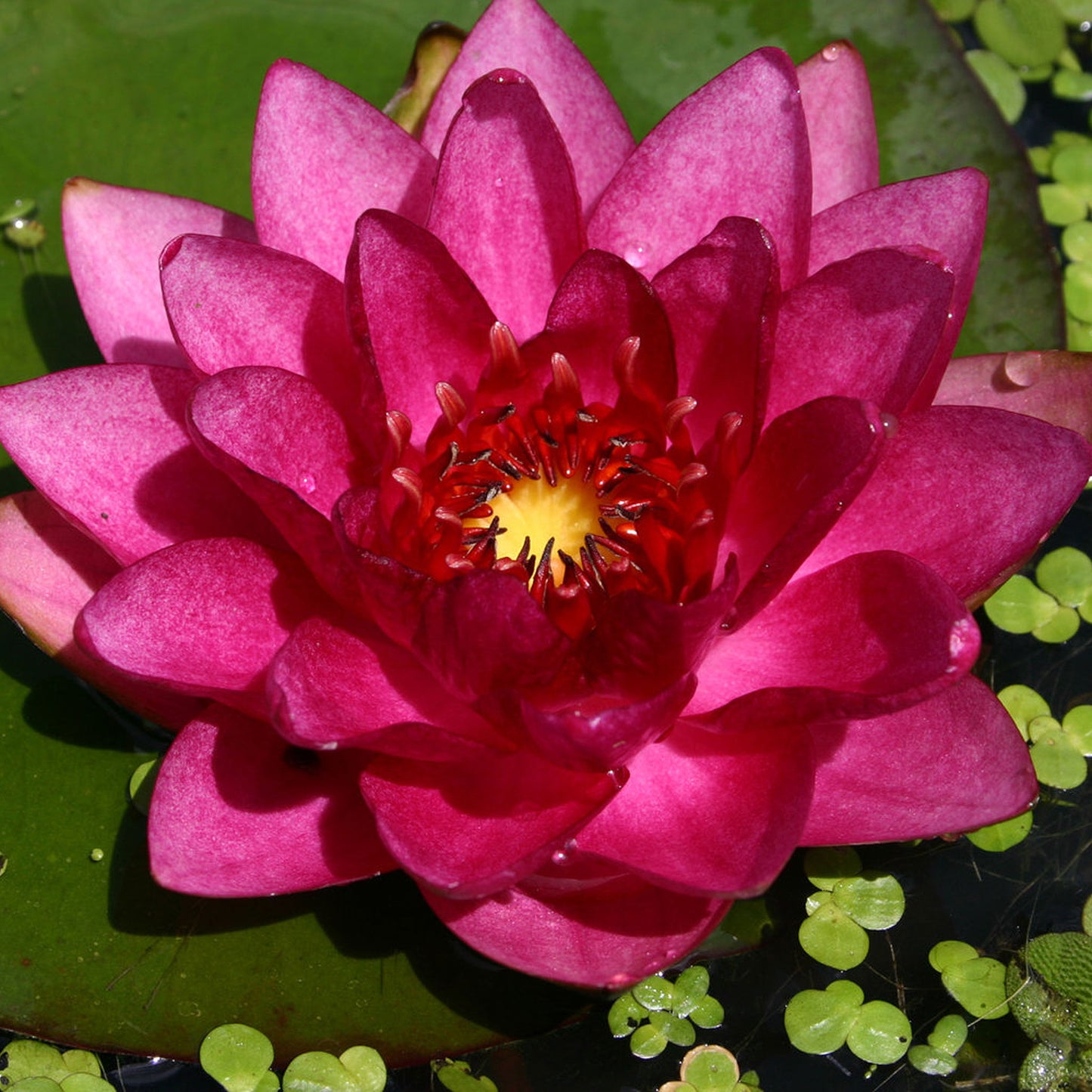 James Brydon Lily