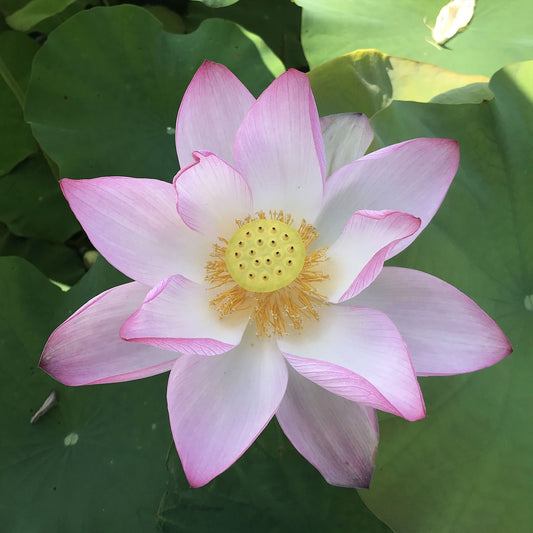 Jianxuan Lotus
