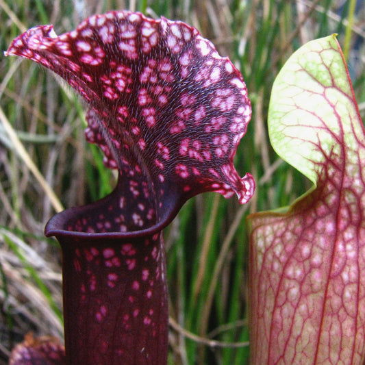 Sarracenia "Judith Hindle"