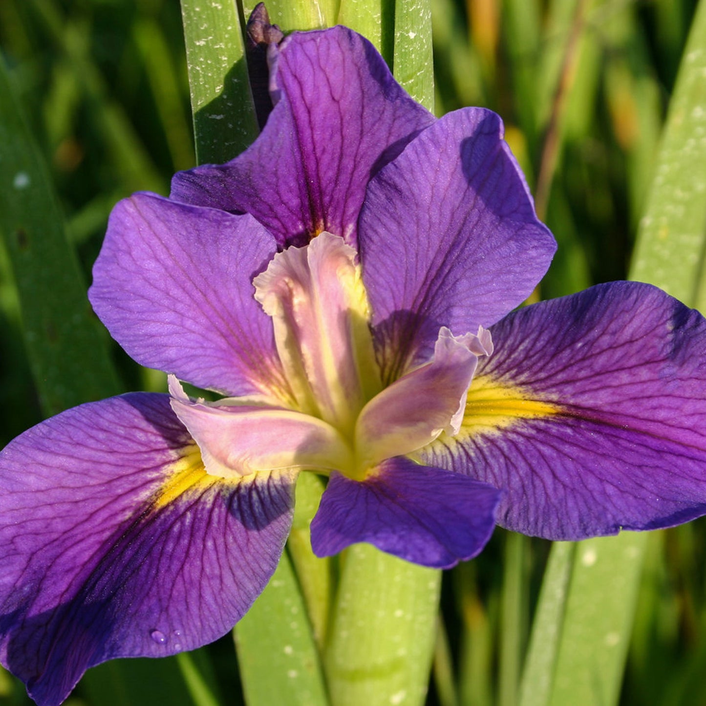 King Creole Iris