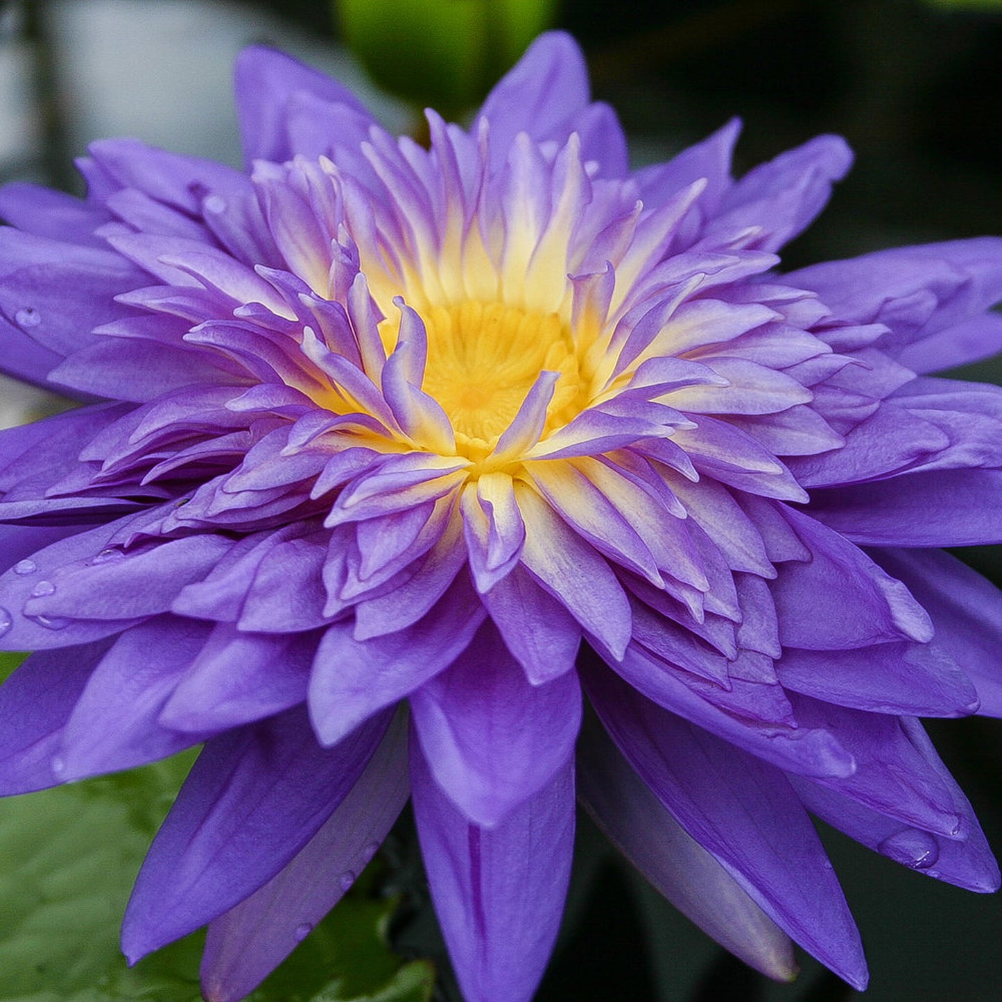 King of Siam Lily