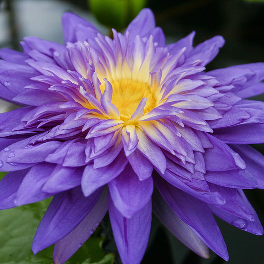 King of Siam Lily