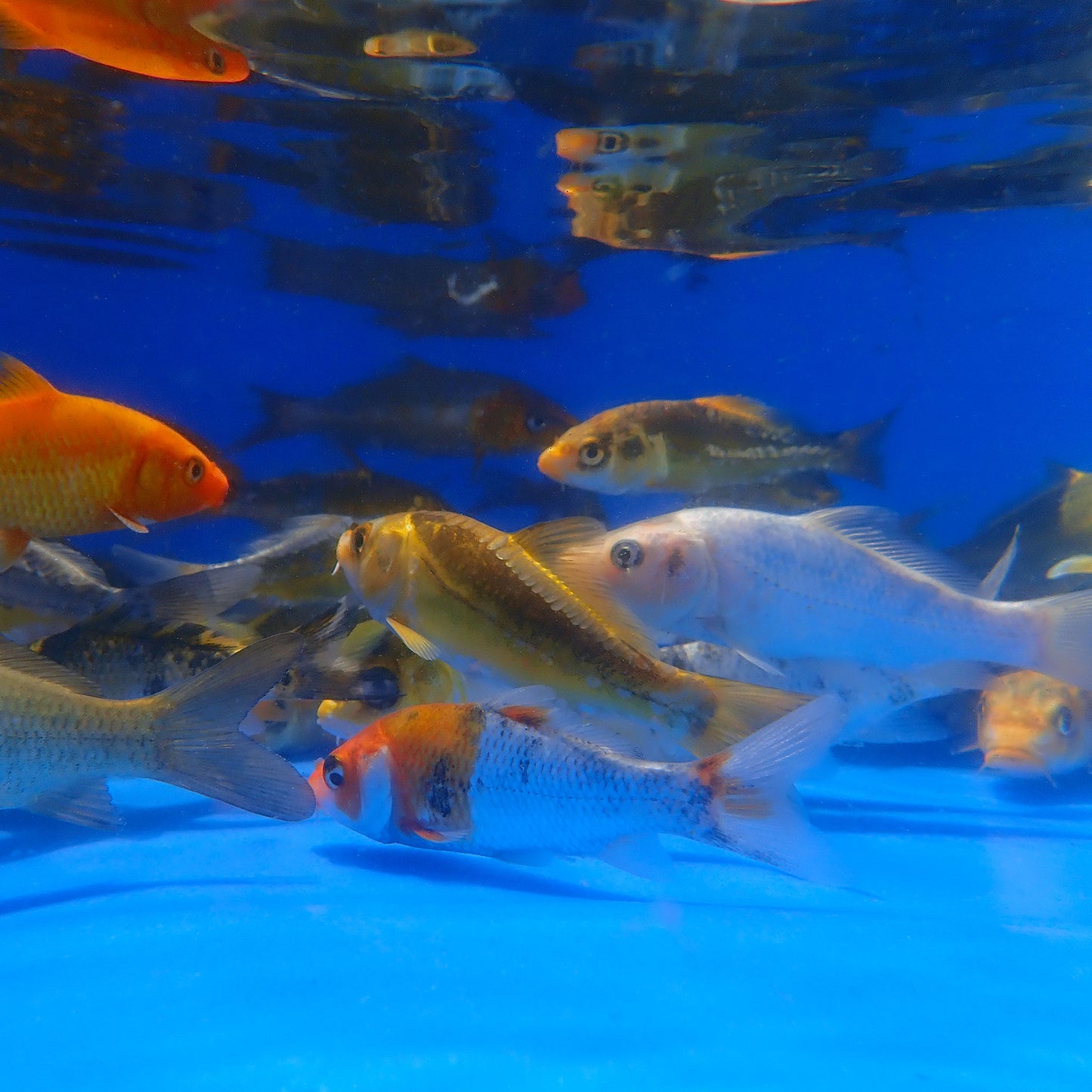 Koi Standard Mixed - 4-5"
