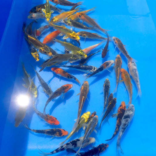 Koi Standard Mixed - 4-5"