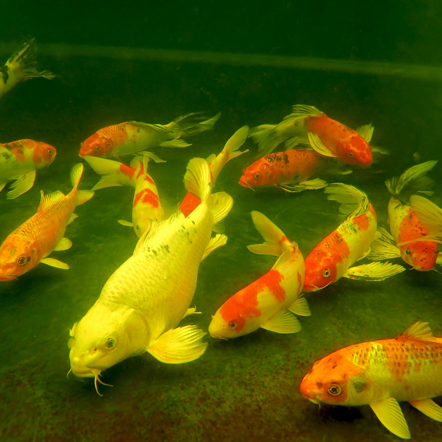 Koi Premium - 10-14"