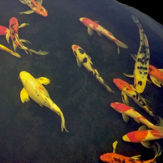 Koi Premium - 10-14"