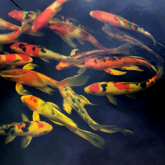 Koi Premium  - 6-8"