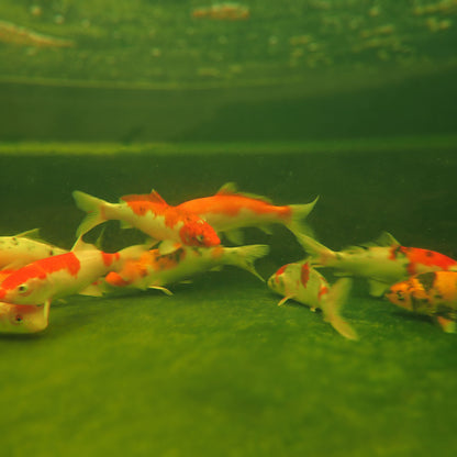 Koi Premium  - 6-8"