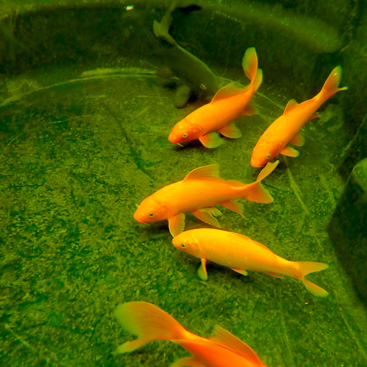 Koi Select - 4-5"
