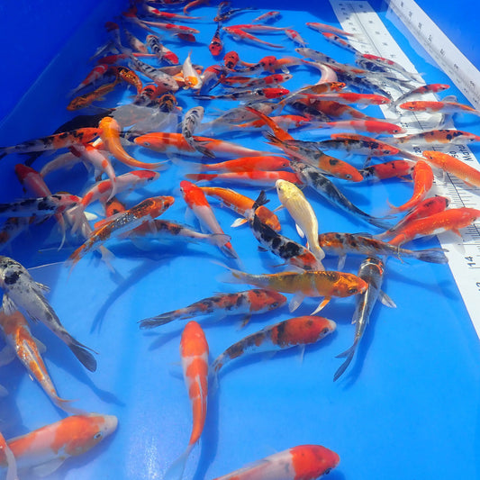 Koi Select - 5-6"