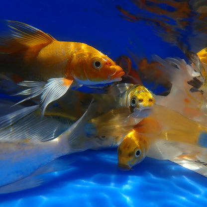 Butterfly Koi Select - 4-5"