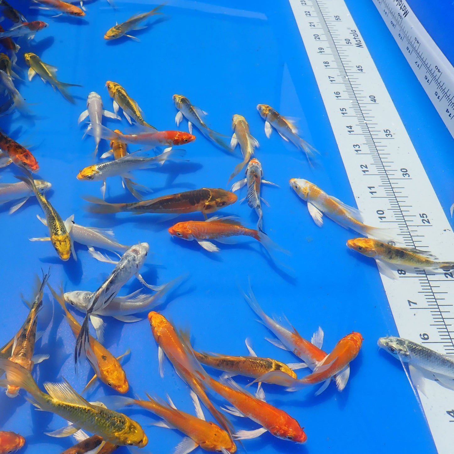 Butterfly Koi Select - 4-5"