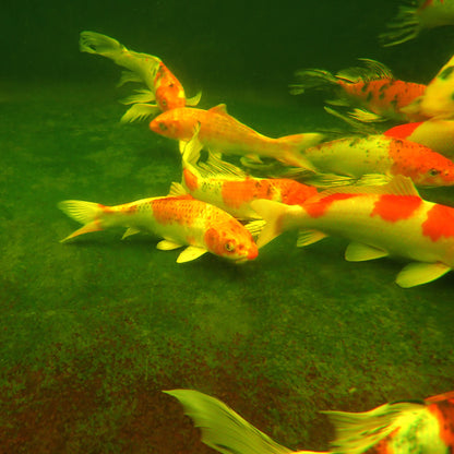 Butterfly Koi Premium - 18"+