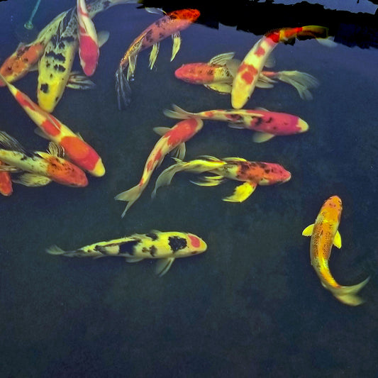 Butterfly Koi Premium - 18"+