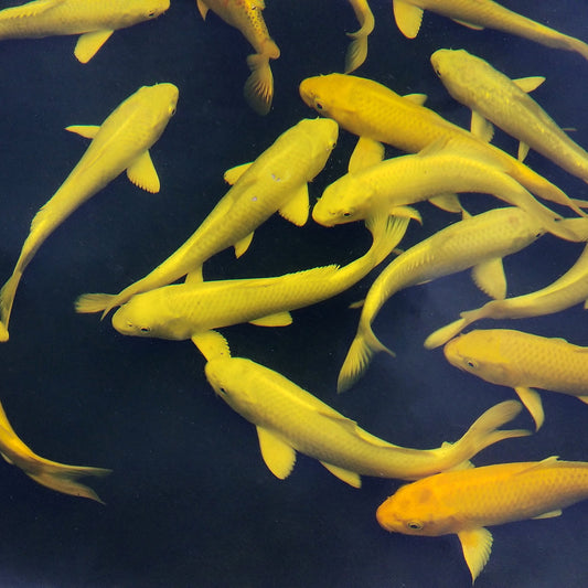 Koi Select  - 6-8"