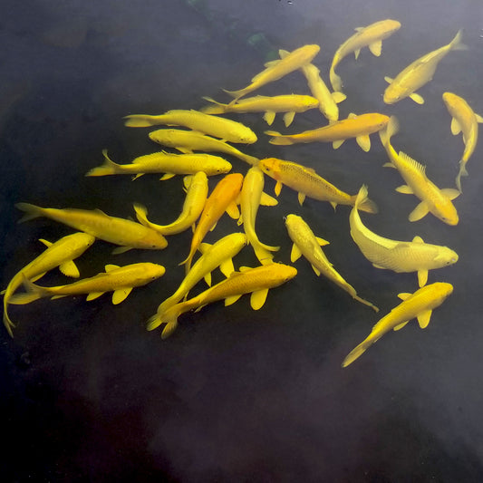 Koi Select - 8-10"