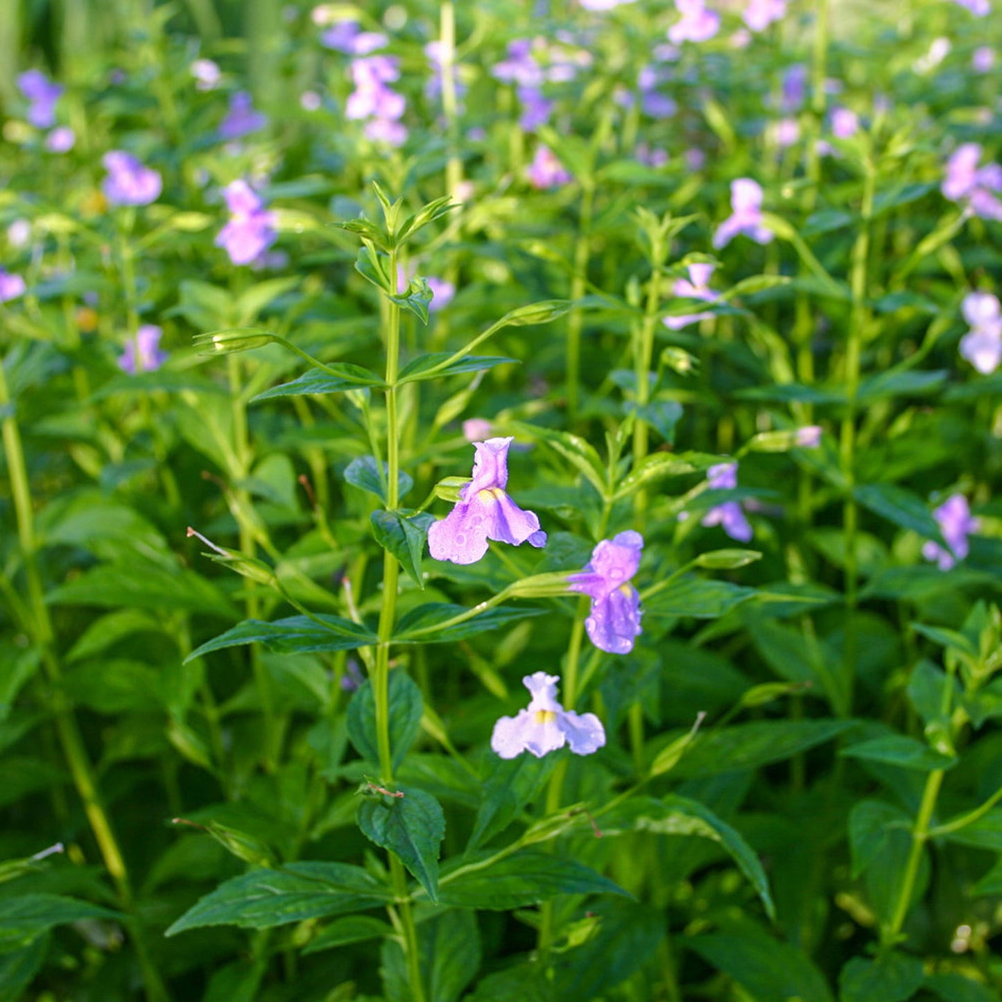 Lavender Musk