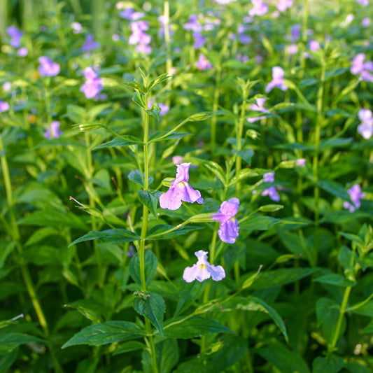 Lavender Musk