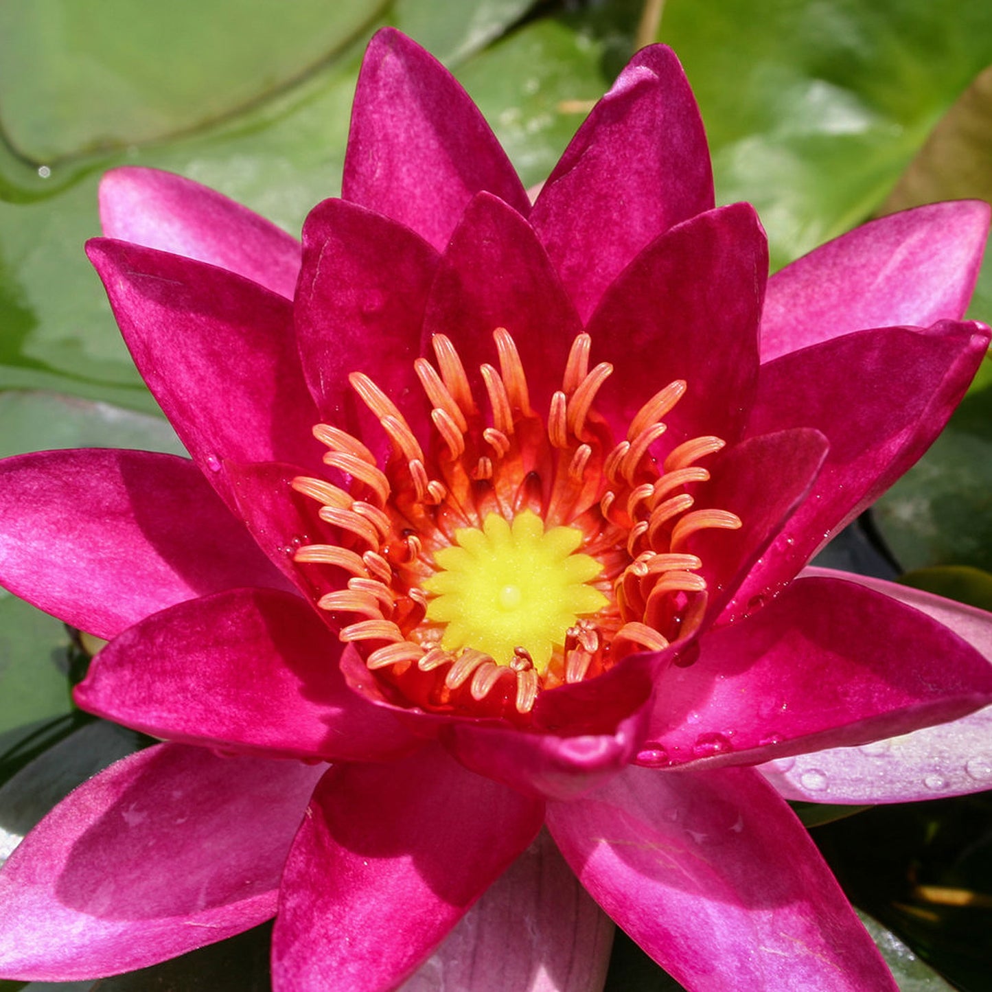 Ladekeri Fulgens Lily