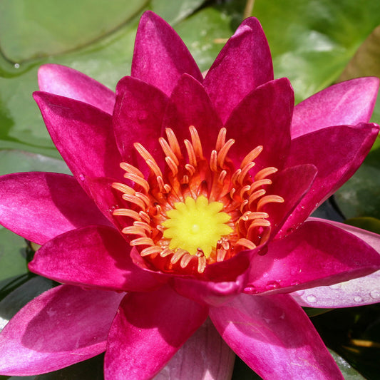 Ladekeri Fulgens Lily