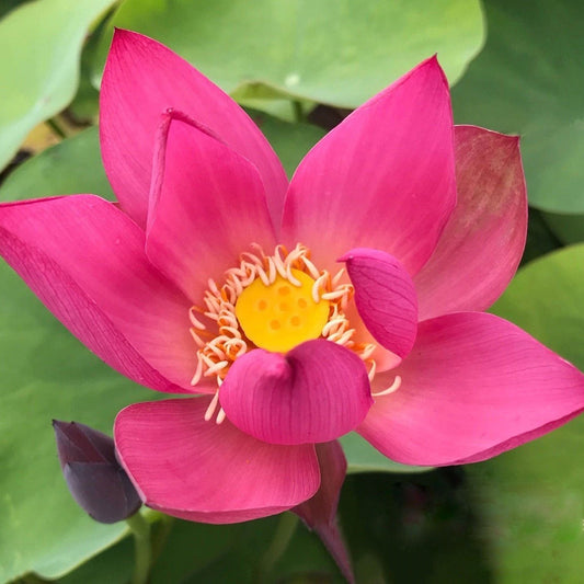 Little Red Missing Lotus