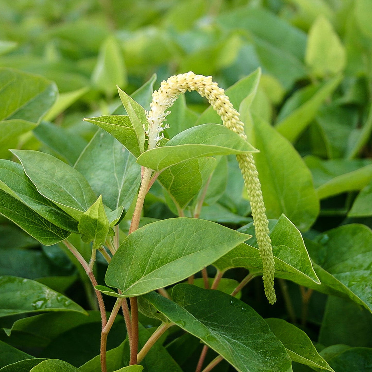 Lizard's Tail Rush