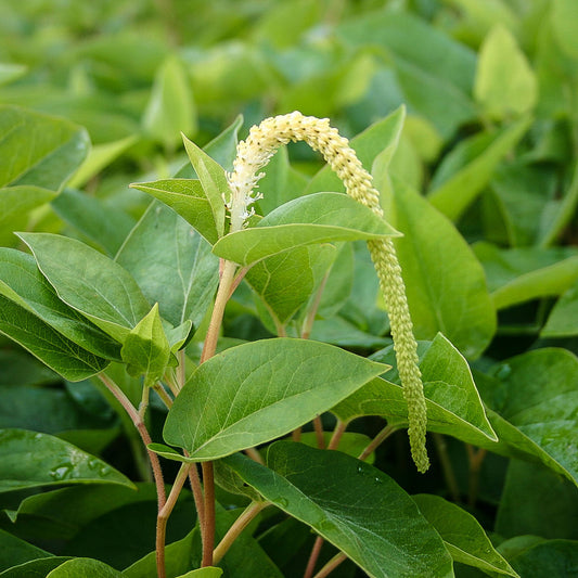 Lizard's Tail Rush