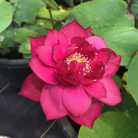 Magnificent Lotus
