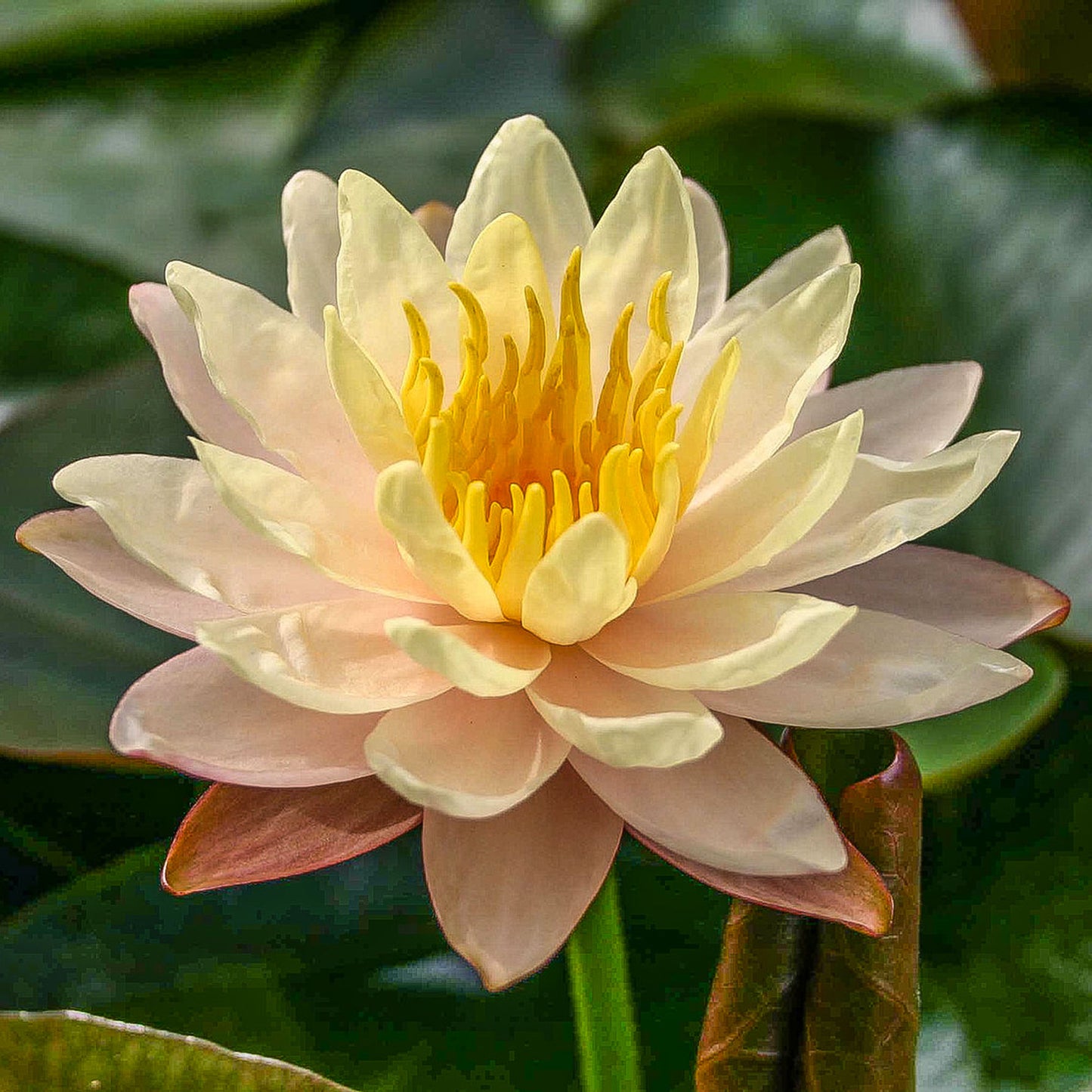Mangkala Ubol Lily