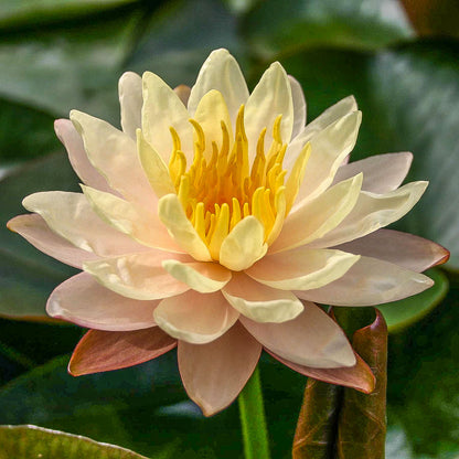 Mangkala Ubol Lily