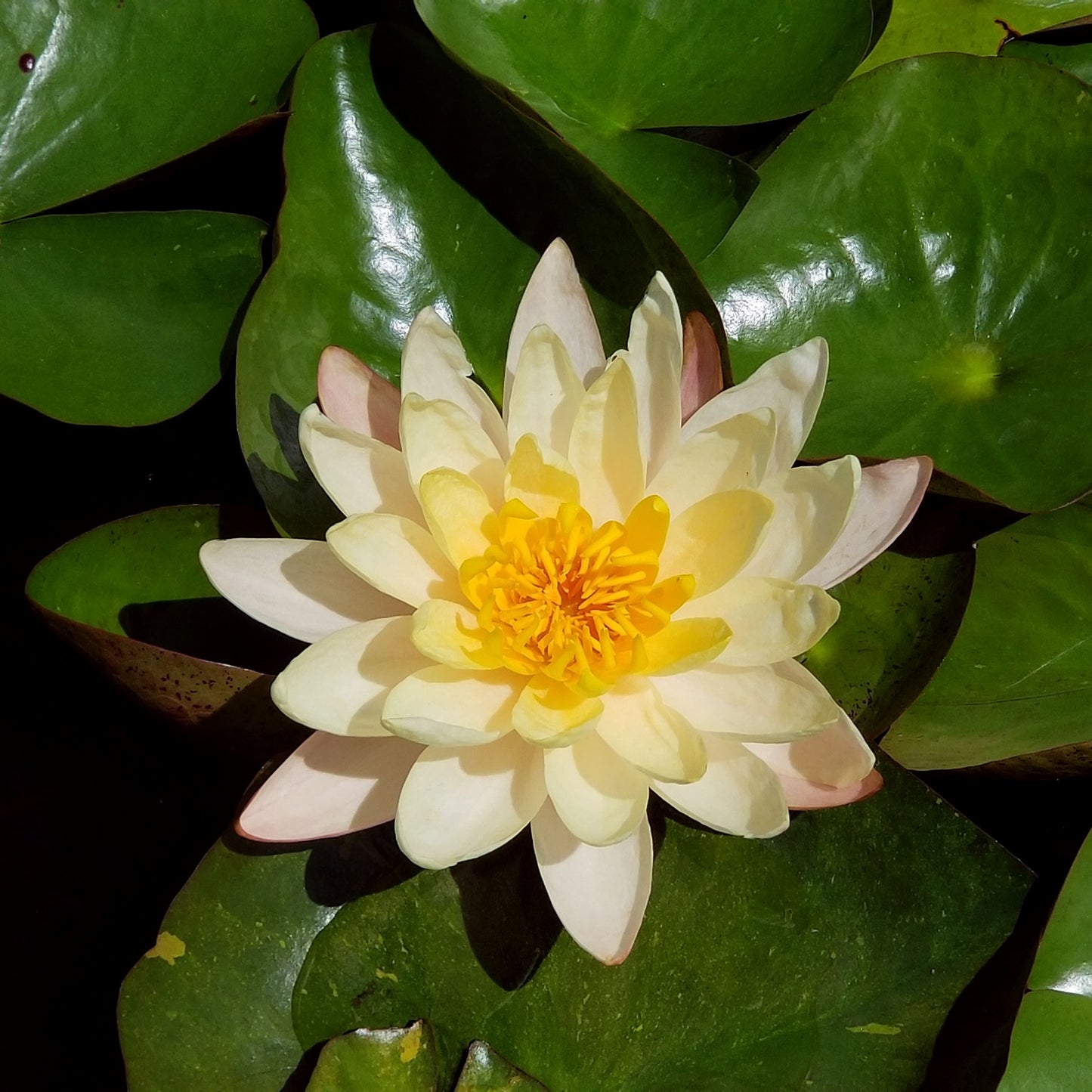 Mangkala Ubol Lily