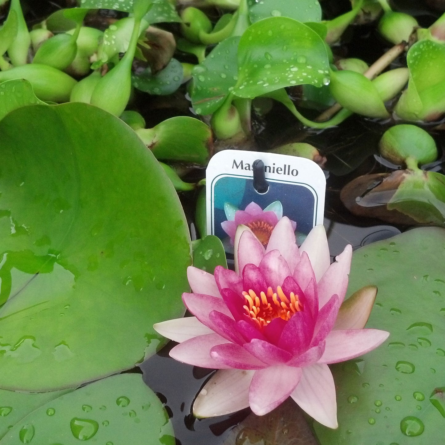 Masaniello Lily