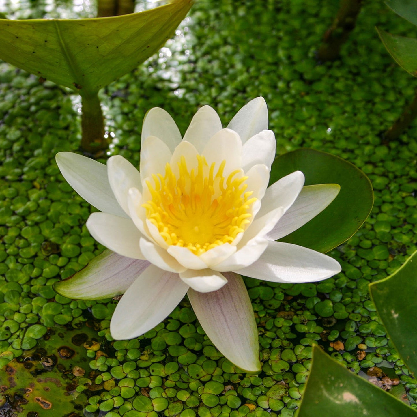 Albida, Marciacea Lily