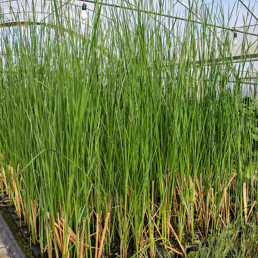 Narrow Leaf Cattail