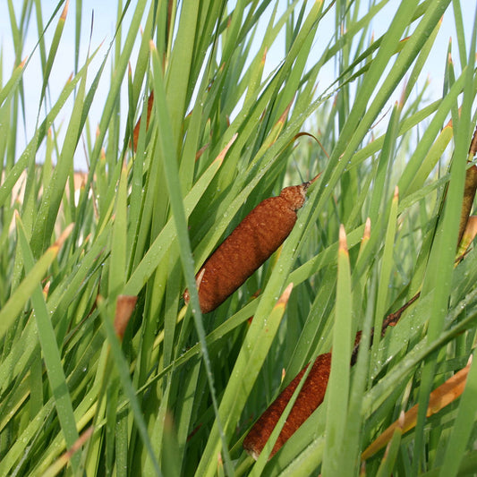 Native Cattail