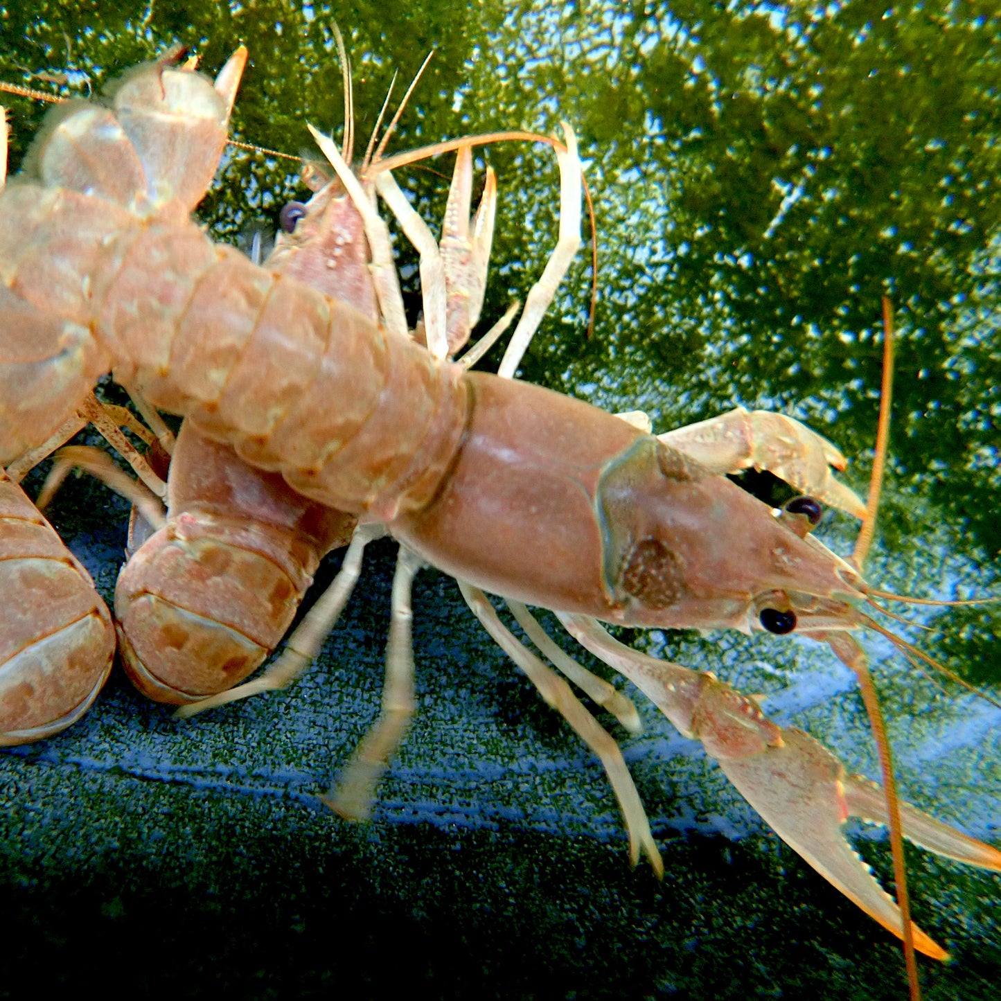 Crawfish - Northern Virile