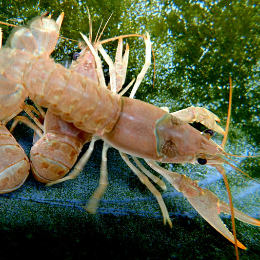 Crawfish - Northern Virile