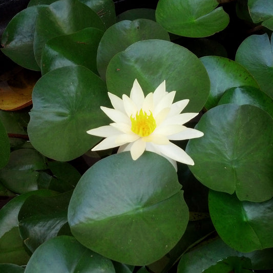Odorata Gigantia Lily