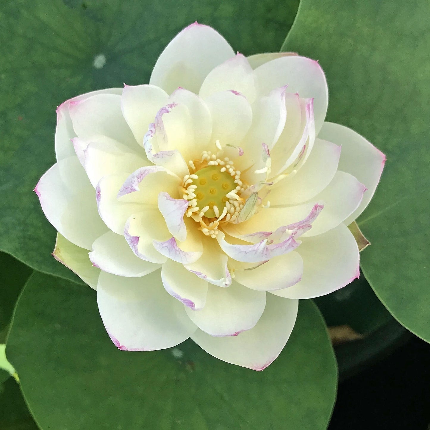 Olympic Lotus