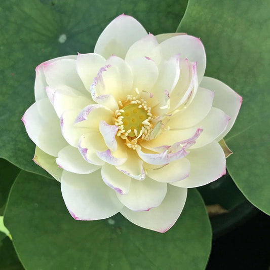 Olympic Lotus