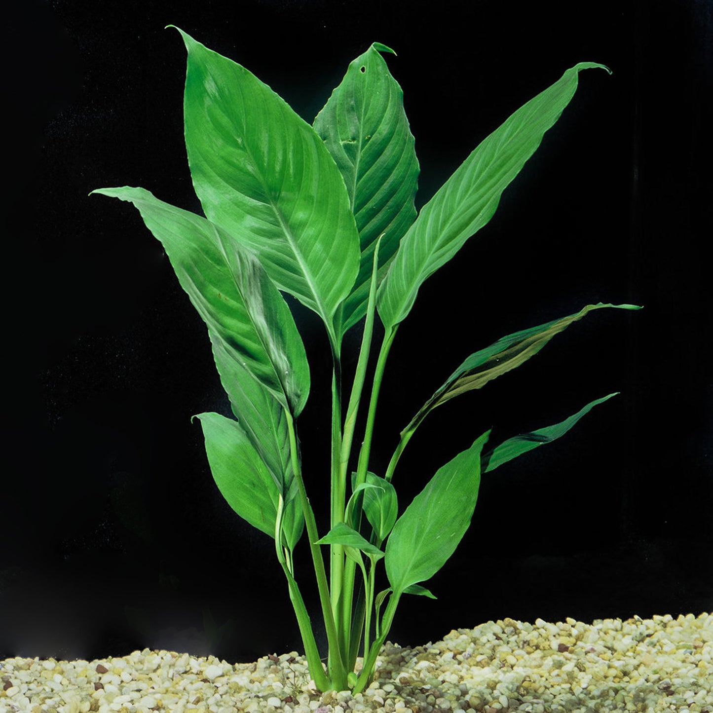 Peace Lily