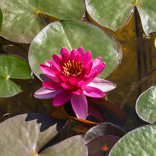 Perry's Baby Red Lily