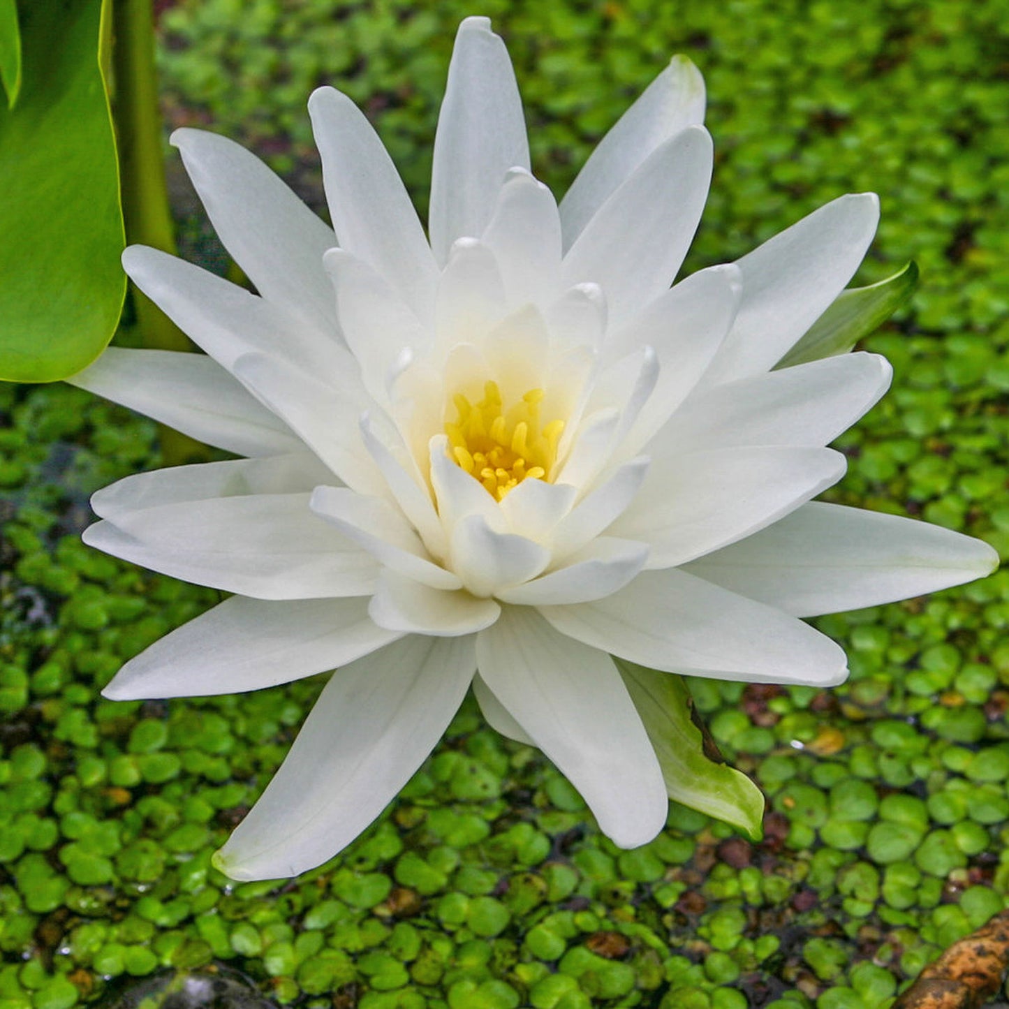 Perry's Double White Lily